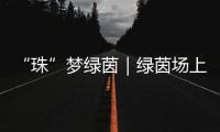 “珠”梦绿茵｜绿茵场上，向阳花开——平沙实小足球小将的汗水与梦想