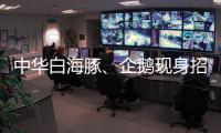 中华白海豚、企鹅现身招聘会 珠海“招才吉祥物”好吸睛 吸引求职者争相合影