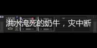 洪水淹死的奶牛	，灾中断裂的生计