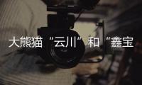 大熊猫“云川”和“鑫宝”将赴美
，期限10年